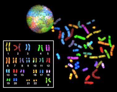 Karyotype of human chromosomes