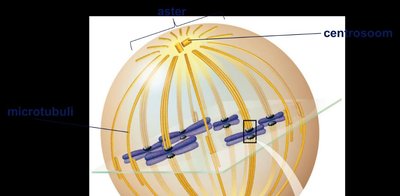 Kinetochore and microtubules