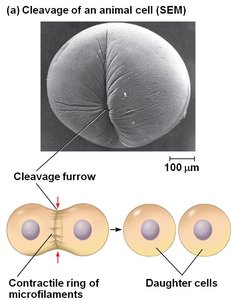 Cytokinesis and cleavage furrow