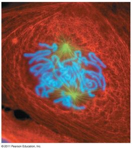 Stages of mitosis: G2, Prophase, Prometaphase