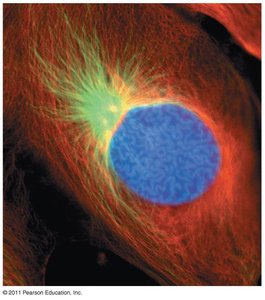 Stages of mitosis: Metaphase, Anaphase, Telophase and Cytokinesis