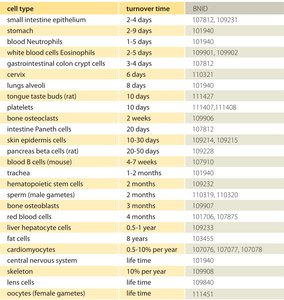Cell renewal rates in human tissues