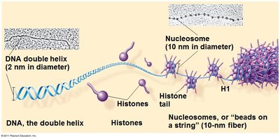 DNA, histones, and nucleosome structure