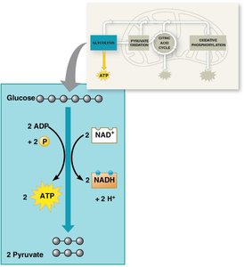 Glycolysis overview