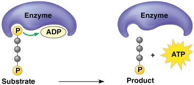 Substrate-level phosphorylation