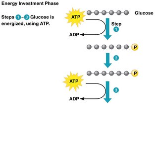 Energy investment phase of glycolysis