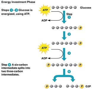 Splitting glucose in glycolysis