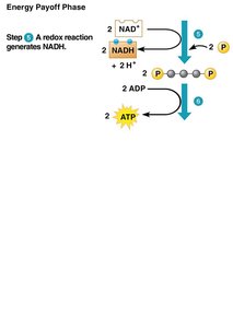 Redox reaction and ATP generation in glycolysis