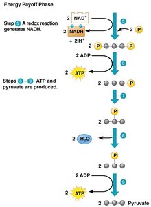 Energy payoff phase of glycolysis
