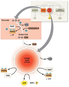 Citric acid cycle overview