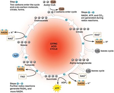 Steps of the citric acid cycle