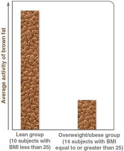 Brown fat activity in lean vs overweight individuals