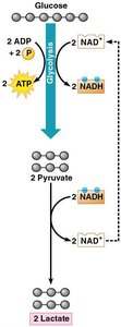 Lactic acid fermentation pathway