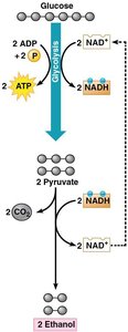 Alcohol fermentation pathway