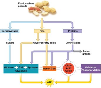Metabolic pathways for carbohydrates, fats, and proteins