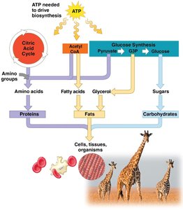 Biosynthesis pathways and feedback inhibition