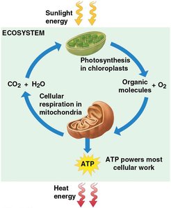Photosynthesis and cellular respiration cycle