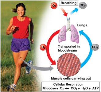 Breathing and cellular respiration in a runner