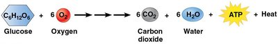 Cellular respiration equation