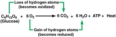 Electron transport chain and ATP synthesis