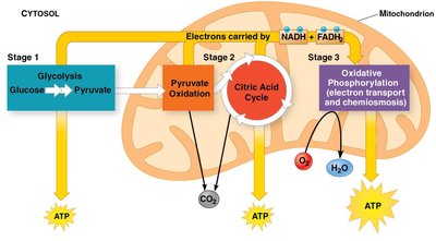 Stages of cellular respiration