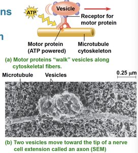 Motor proteins walking vesicles along microtubules