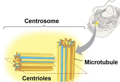 Centrosome and centrioles structure