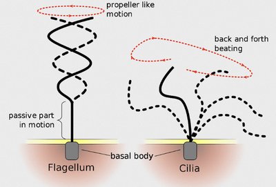 Flagella and cilia motion comparison