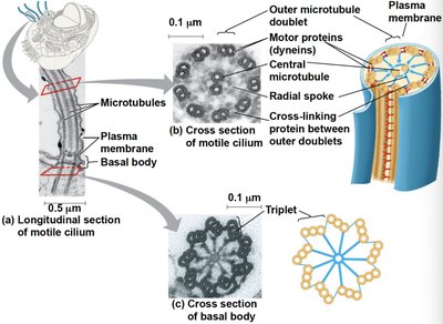 Structure of motile cilium and basal body
