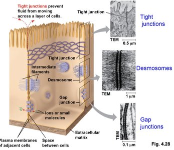Tight junctions, desmosomes, and gap junctions in animal cells