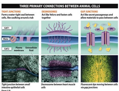 Three primary connections between animal cells