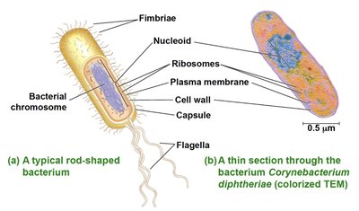 Structure of a typical prokaryotic cell