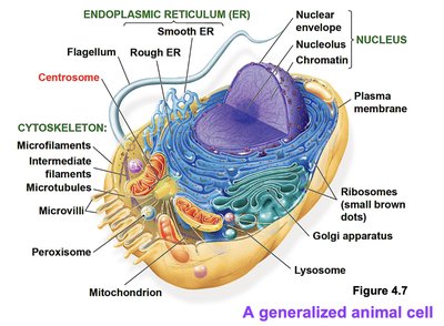 Generalized animal cell