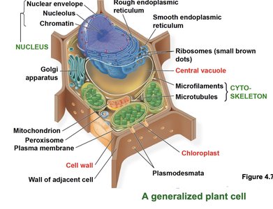 Generalized plant cell