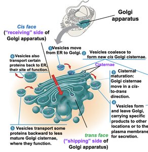 Golgi apparatus structure and function