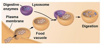 Lysosome digesting food vacuole