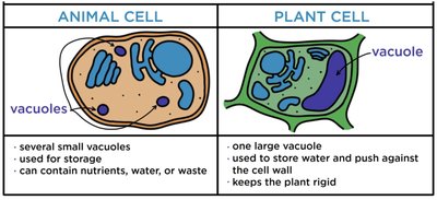 Comparison of animal and plant cell vacuoles