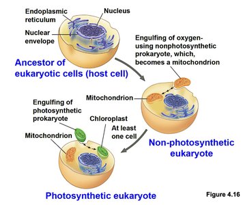Endosymbiont theory diagram