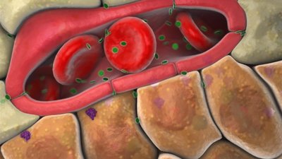 Blood glucose and tissue illustration