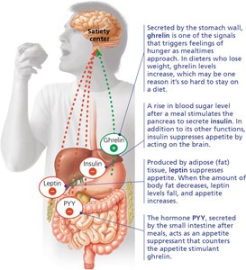 Appetite-regulating hormones and the satiety center