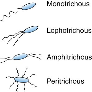 Types of bacterial flagella