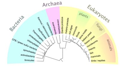 Tree Rumen Archaea General Biology Study Guide: Bacteria & Archaea Overview | Notes