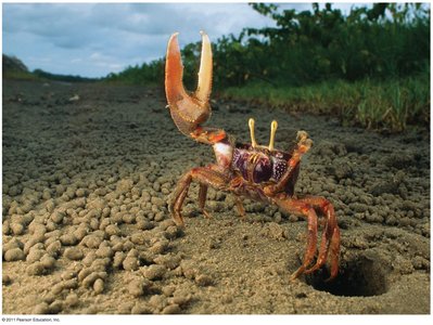 Fiddler crab visual display