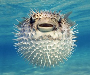 Pufferfish visual display