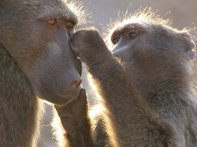 Baboon tactile communication