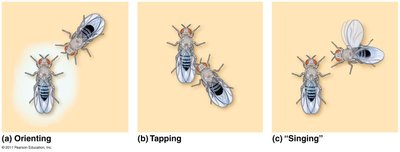 Drosophila courtship sequence