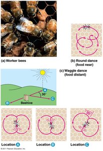 Honeybee waggle dance diagram