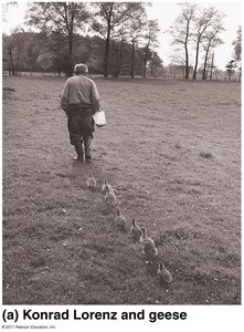 Konrad Lorenz and geese imprinting