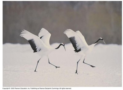 Cranes performing a mating dance