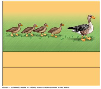 Geese following their mother